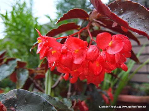 鱒魚秋海棠照顧|秋海棠家族栽培 QA：播種換盆要點、開花照顧問題